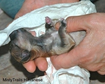 Close Up - A Lady is reviving a puppy