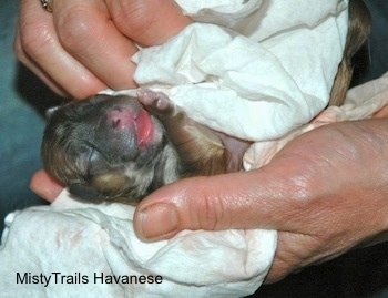 Close Up - puppy getting cleaned more thoroughly