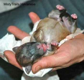 Close Up - Puppy laying in One hand