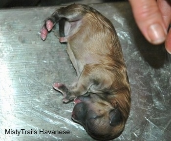 Puppy laying on a metal table