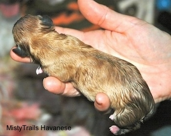 Puppy being held in one hand, but its laying on it stomach