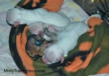 Four puppies laying in a blanket