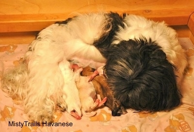 All the puppies nursing