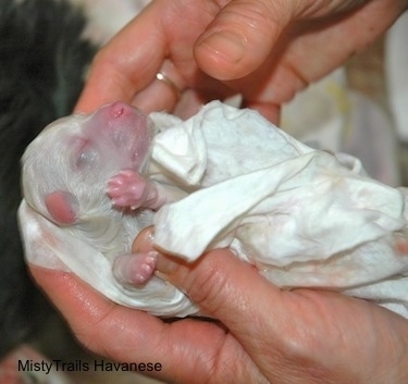 Puppy being cleaned off by a towel