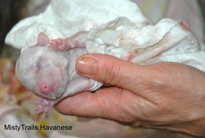 Close Up - Puppy being cleaned up