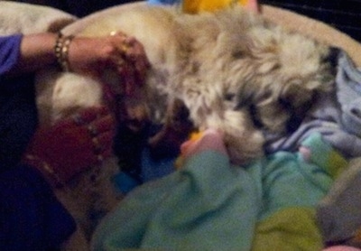 A long-haired, tan Peke-A-Chon is laying across a heavily blanketed surface and it is nursing a litter of puppies.