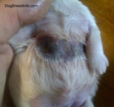 The Scab five days after treatment