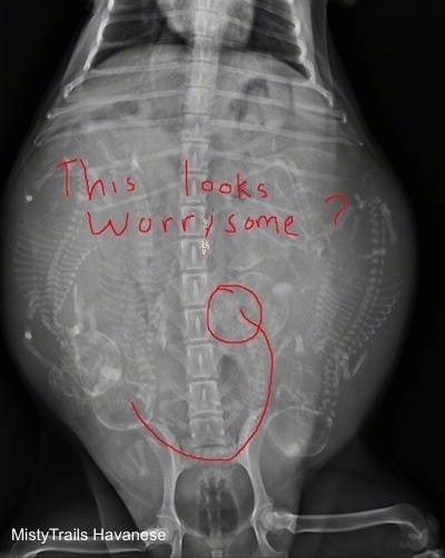X-Ray of a pregnant dam that has a puppy with a curved spine outlined in red. The words 'This looks worrisome' are overlayed.
