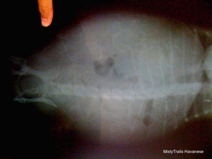Human finger pointing to the x-ray of puppies in a dam