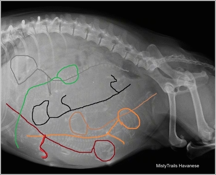 Side View - Six Puppies in a dam outlined to show where puppies are located