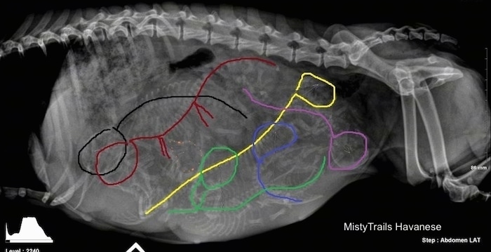 Side View - x-ray of six puppies highlighted in a dam
