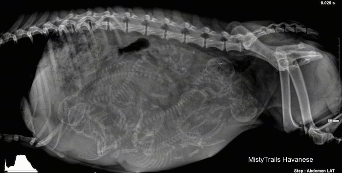 Whelping Puppies: Pictures of Pregnant Dam X-Rays, Raising ...