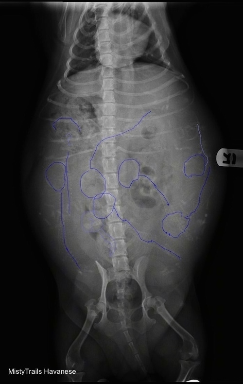 Top down view - X-ray of puppies in a dam with a stick figure drawling to help point out where the puppies are located