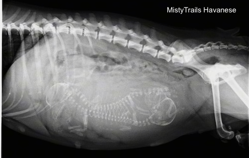 Side View - X-ray of  puppies in a dam