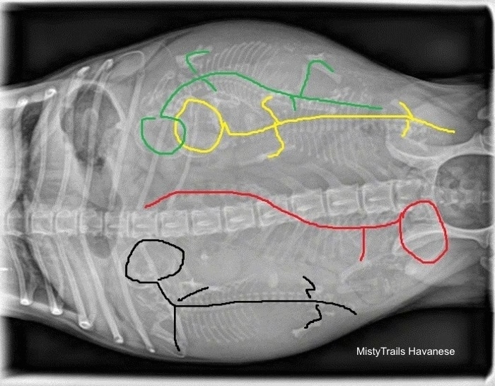 Top Down - X-ray of four puppy skeletons