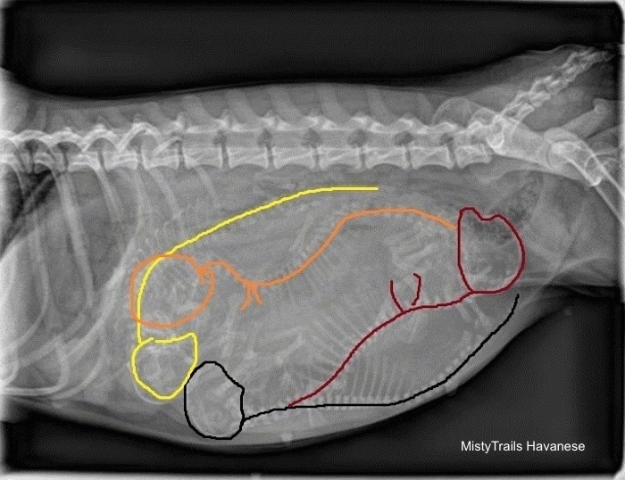 Side View - X-ray of four puppies skull and spine outlined