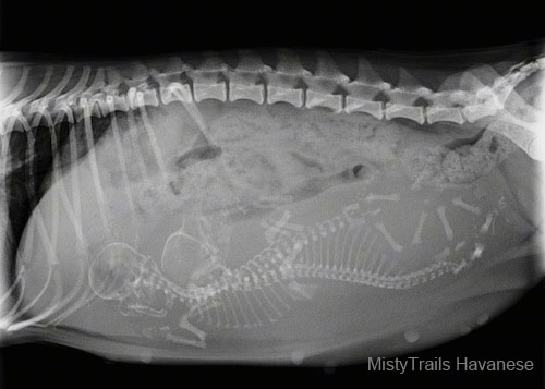 how much are x rays for dogs