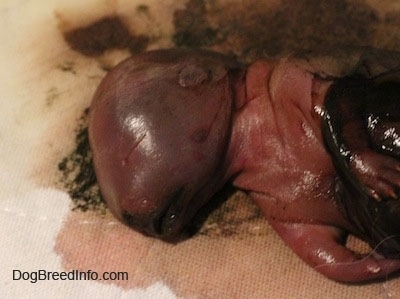 Close Up - Stillborn inside a sack