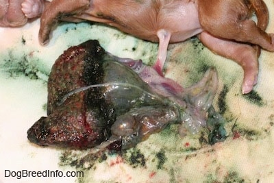 Placenta attached to the puppy by the cord