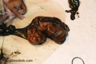 Close Up - Stillborn in a sack on a towel