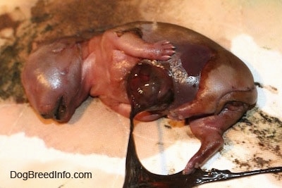 Close Up - Stillborn with stomach deformity