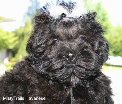 Close Up - Umbie the Puppy sitting outside