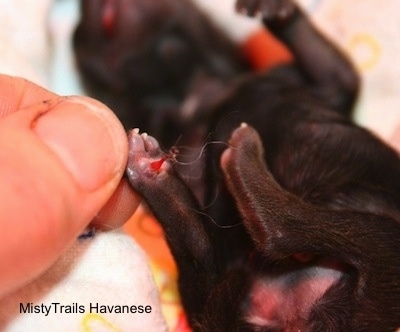 Close Up - Person holding a puppies paw with an Umbilical Cord attached to it