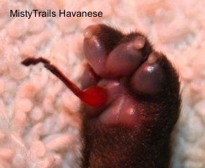 Close Up - Umbilical Cord attached to a puppy's foot