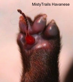 Close Up - Umbilical Cord on a puppy's paw
