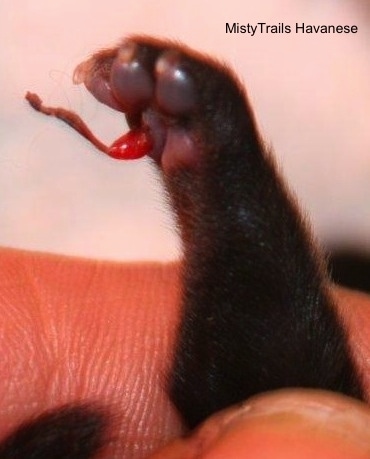 Close Up Left Profile - Umbilical Cord attached to a puppy's paw