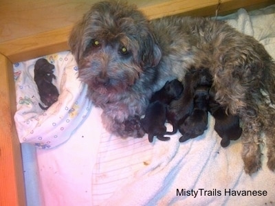 Puppy laying in the corner next to the dam who is nursing all the other puppies