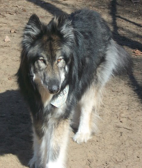 A black with tan Wolfdog with long hair is standing in a dirt field and it is wearing a bandana. It has light brown eyes.