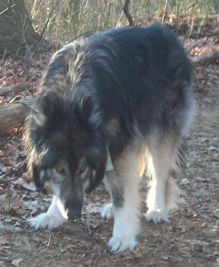 A black with tan Wolfdog is stalking across a dirt field with its head held low.