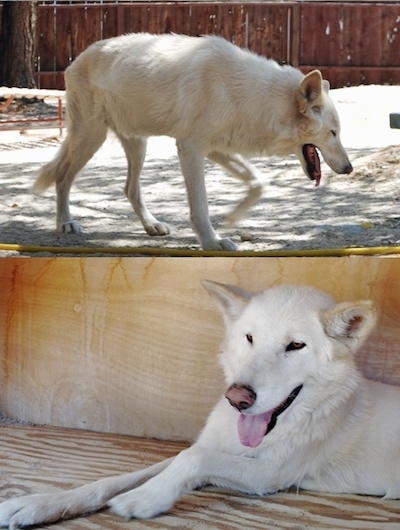 Two photos of a white Husky/German Shepherd. Top Photo - The Husky/German Shepherd mix is walking across a field and panting. Bottom Photo - The Husky/German Shepherd mix is laying across a wooden surface, it is looking forward and it is panting.