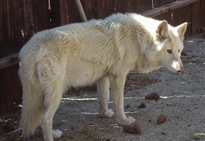 The back right side of a white Husky/German Shepherd mix that is standing on a gravelly surface and behind it is a wooden fence.