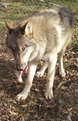 A brown with tan and white Wolfdog is standing in brown grass and dirt that is covered in leaves. The Wolfdogs tongue is hanging out.