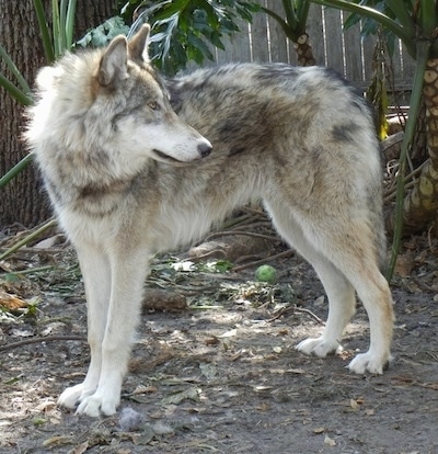 The left side of a grey and white Wolf dog that is standing across a dirt surface and it is looking to the right. It has a long thin snout with a black nose and perk ears.