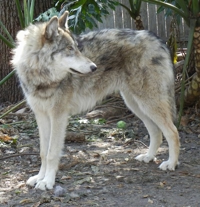 wolf dog mix