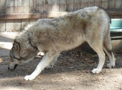 The left side of a grey and white Wolf Dog that is sniffing the dirt. There is a wooden fence behind it. The dog has a thick coat and its perk ears are pinned back.