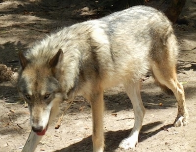 The front left side of a grey and white Wolfdog that is walking across a dirt surface and it is panting. It has yellow eyes.