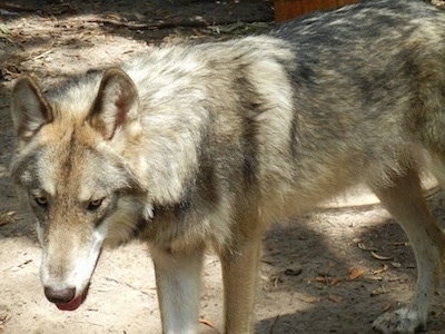 The front left side of a grey, black and tan Wolfdog that is standing on a dirt field. It has yellow eyes, perk ears and a thick coat.