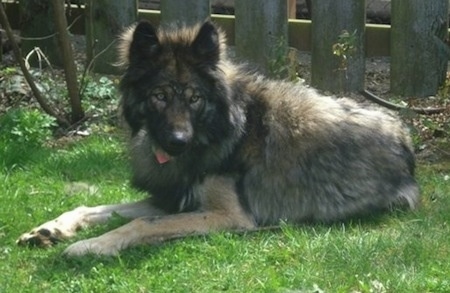 The left side of a big coat black and tan Wolfdog that is laying across a field and looking forward. It has a thick dark coat and golden yellow eyes.