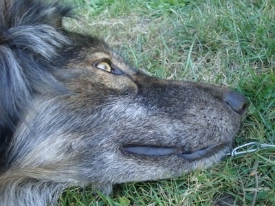 Close up - The long snout of a black and tan Wolfdog that is laying on grass and looking to the right. It has golden brown eyes, a black nose and black lips.