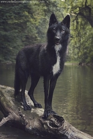 A tall black with white Wolfdog is standing on a log in the middle of a pond. It is thinn with perk ears and golden eyes. There is white down its chest and its body is black. Its legs are long.