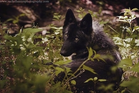 The back of a black with white Wolfdog that is laying in the woods. Its eyes are glowing yellow.