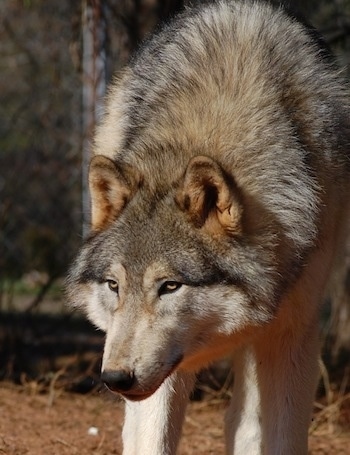 A grey, black anmd tan Wolfdog that is stalking across a yard. Its head is low and its eyes are yellow and squinted. Its perk ears are small and its coat is thick.