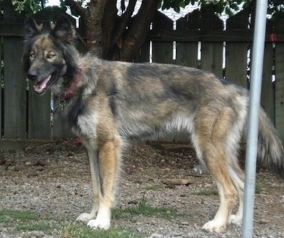 The left side of a black and tan Wolfdog that is standing on a surface that has patchy grass and it is looking forward. It has a long tail that it is holding low and perk ears with yellow eyes.