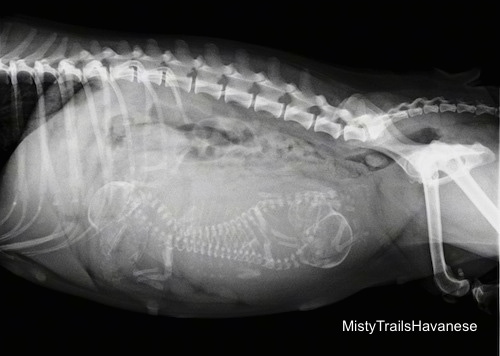 X-Ray of a pregnant dam showing the bones of the puppies inside of her.