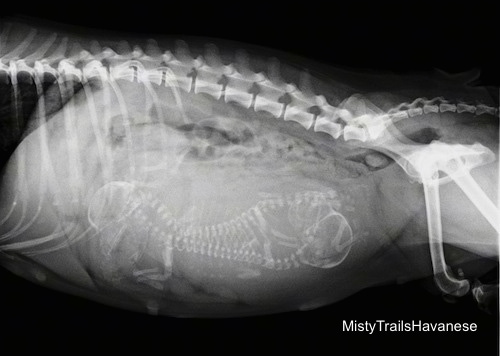 how much are x rays for dogs