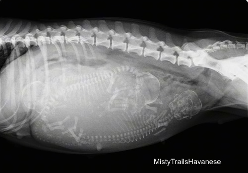 X-Ray of a pregnant dam showing the puppies inside of it.